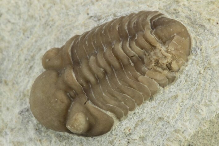 Juvenile Paciphacops Trilobite - Black Cat Mountain, Oklahoma #241433
